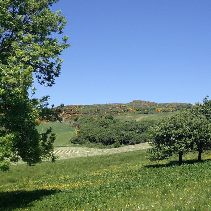 Behind the cottage
