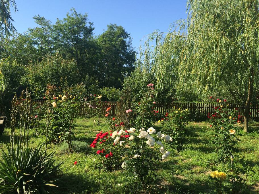 Our garden