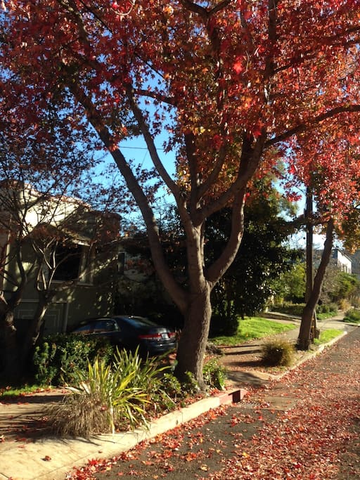 Quiet street with lots of unmetered parking