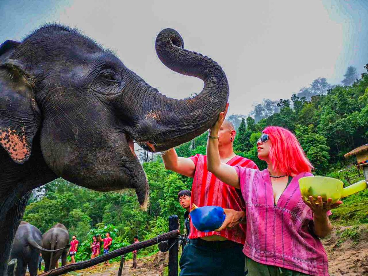 An elephant is shown interacting with two individuals, who are holding food bowls. The setting features lush greenery in the background, providing a natural and vibrant atmosphere. The elephant's trunk is raised in a friendly gesture, creating a moment of connection.