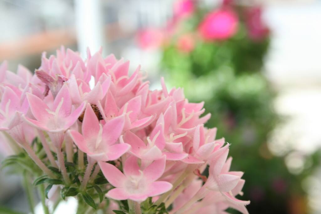Veranda with flowers