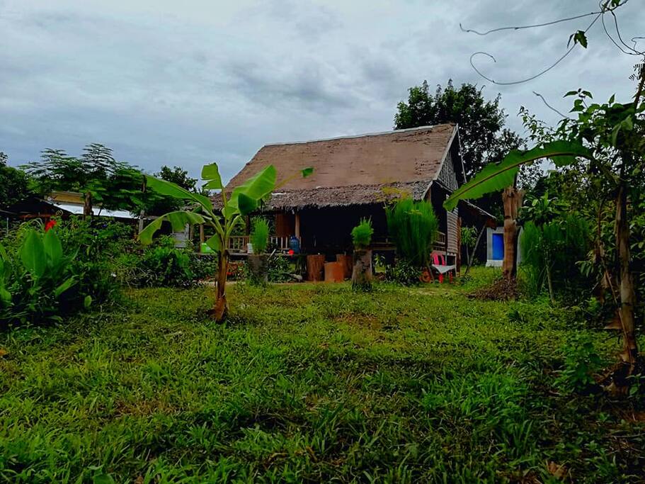 garden view