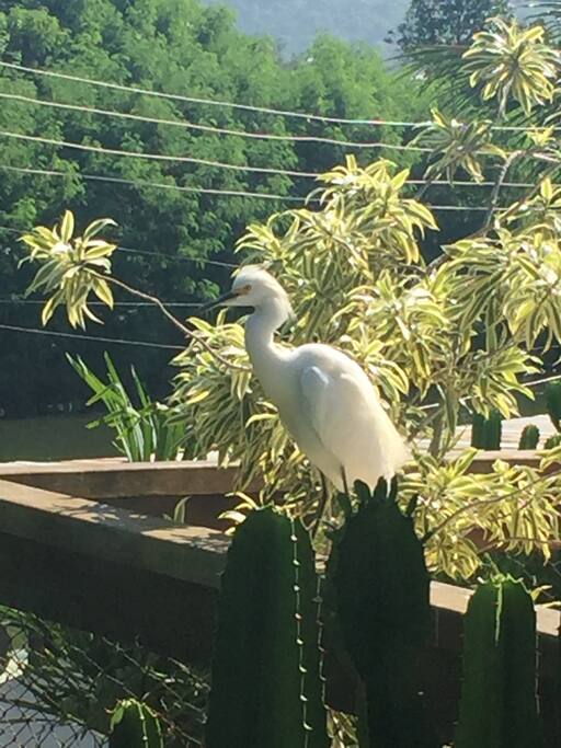 É possível acordar com a garça na varanda do quarto
