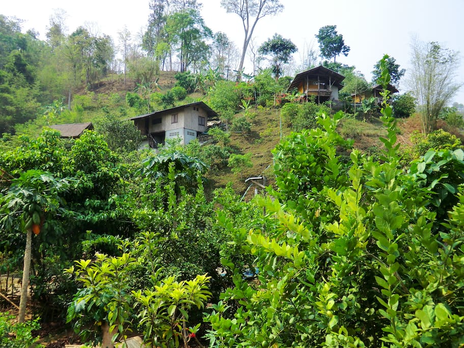 Our organic farm where visitors and volunteers stay