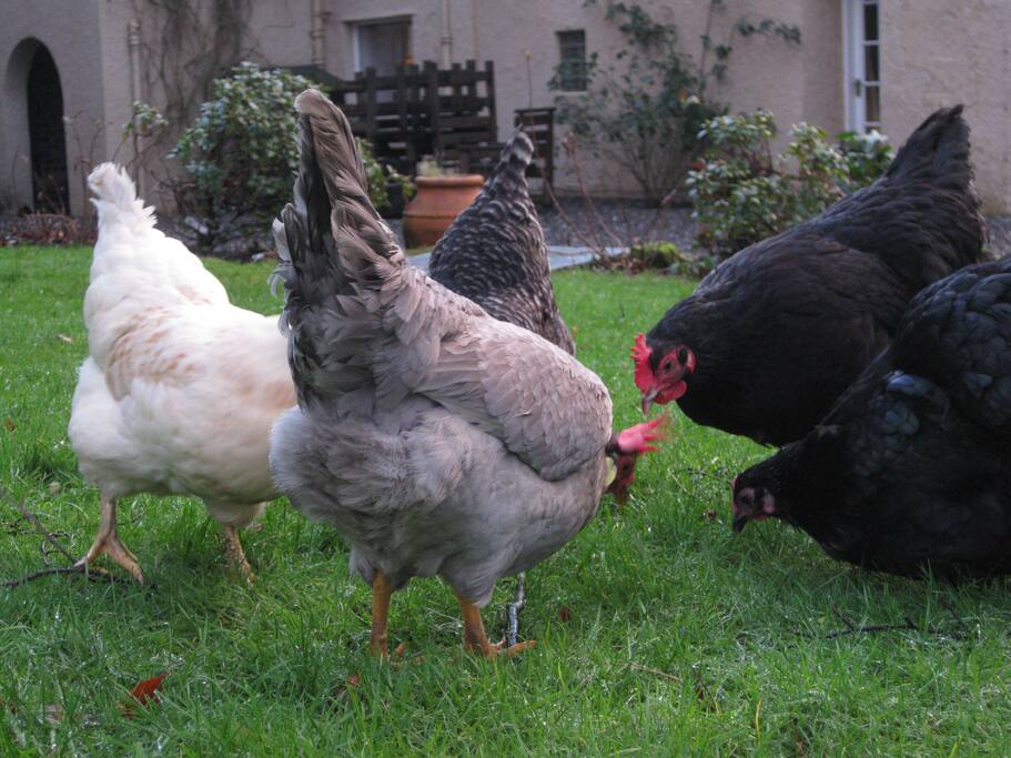 My chickens