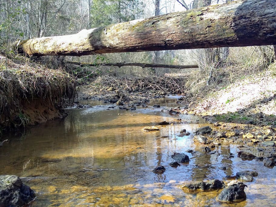 Nature Trails to a Creek & Beaver Dams