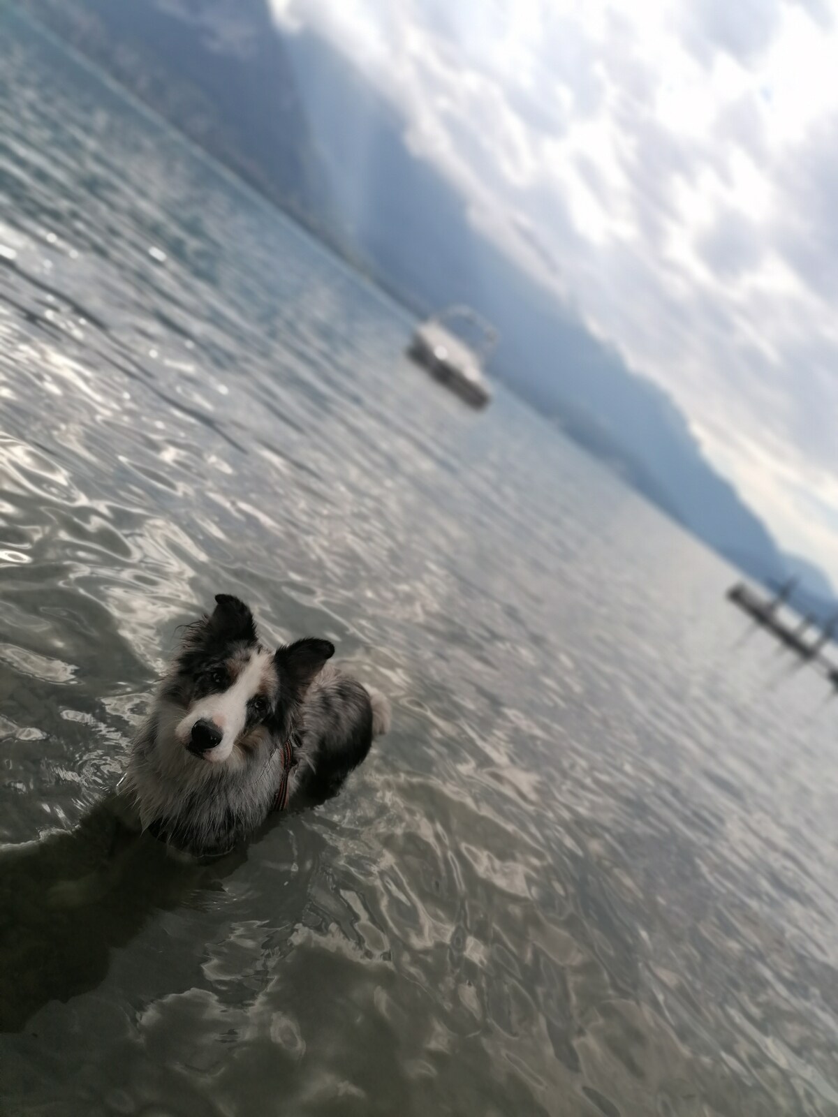 A dog stands in shallow water, surrounded by gentle ripples. The water’s surface reflects soft light, while distant mountains can be seen under a partly cloudy sky. A boat is anchored further out, creating a serene atmosphere.
