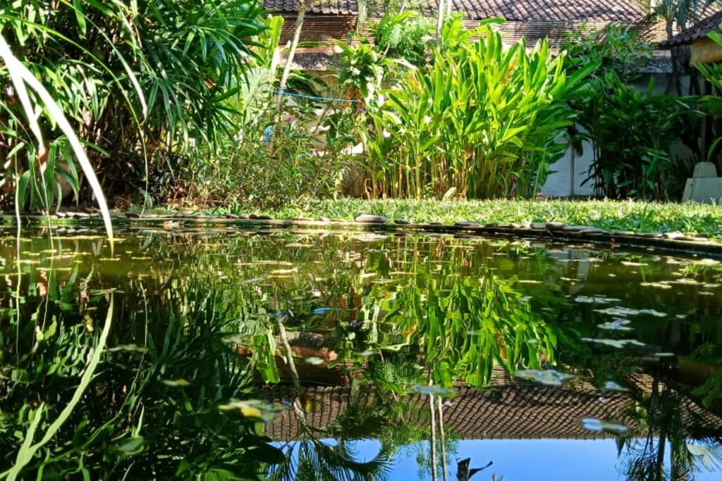 garden pond