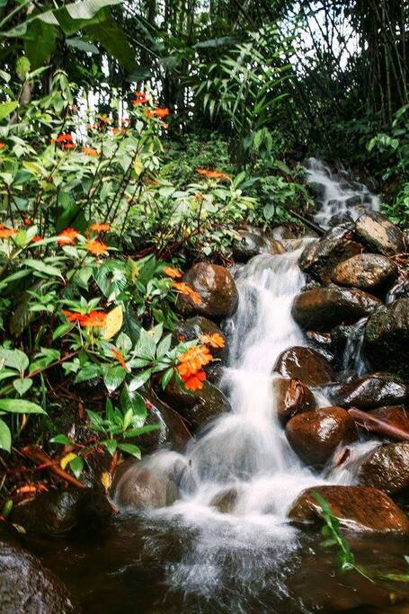 Mucha naturaleza