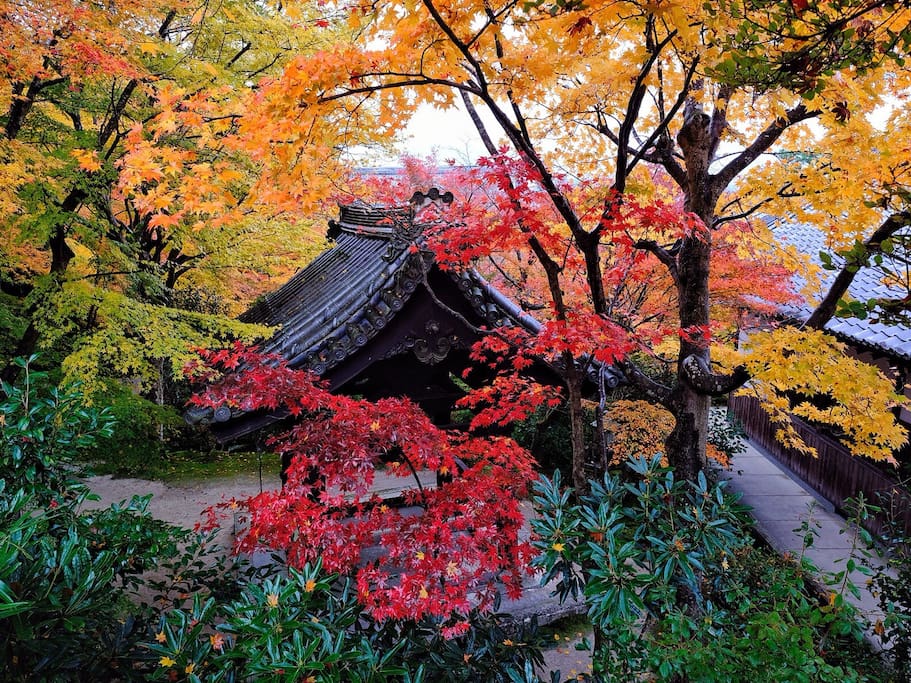 圆光寺里的红叶狩 十牛之庭的禅宗心路 京都旅游攻略 尽在airbnb爱彼迎