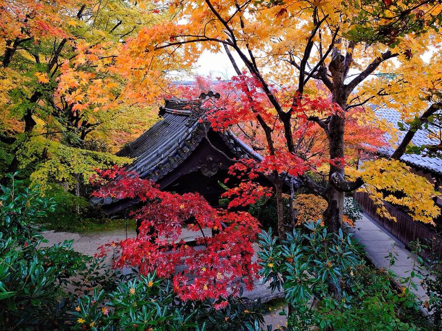 圆光寺里的红叶狩 十牛之庭的禅宗心路 京都旅游攻略 尽在airbnb爱彼迎 圆光寺里的红叶狩 十牛之庭的禅宗心路 京都旅游攻略 尽在airbnb爱彼迎