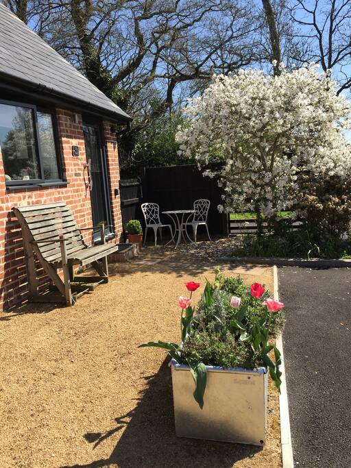 Magnolia in the spring