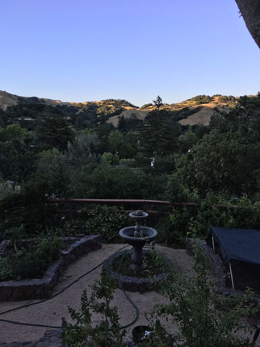 Front yard