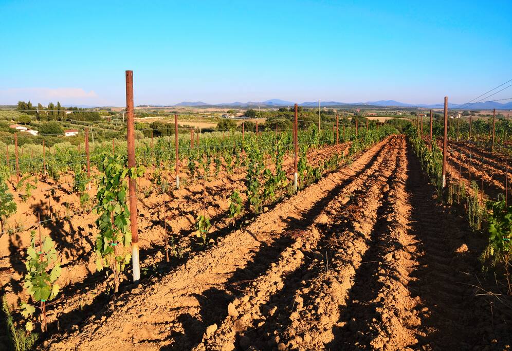 La vigna biologica.