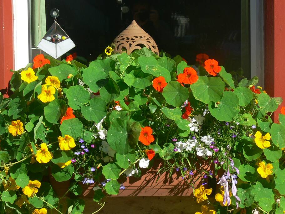 Summer nasturtiums