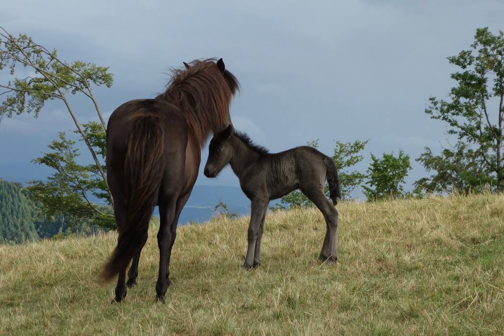 Mettlenhof horse breeding and =>
Mettlenhof Pferdezucht und =>
Mettlenhof(dot/Punkt)de