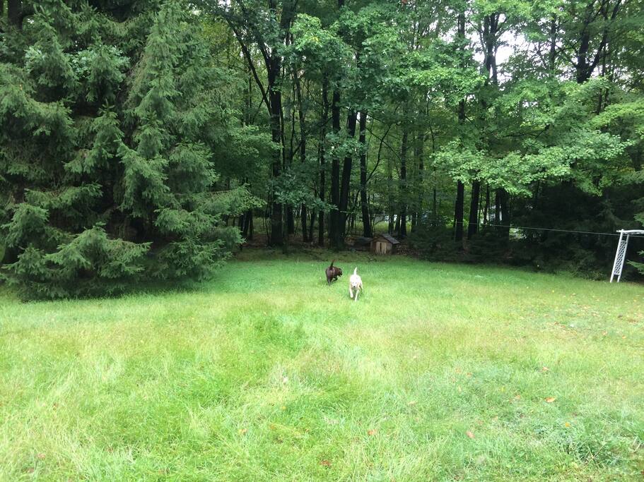 Dog friendly fence around yard.