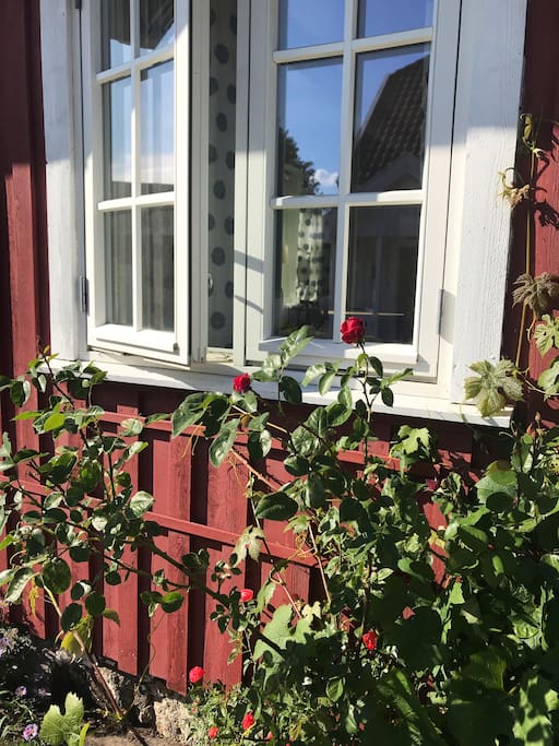 Kjøkkenvinduet