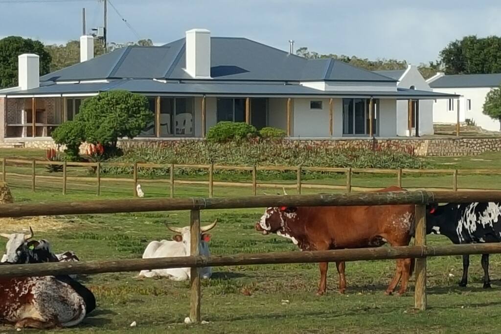 Our indigenous Nguni cattle will greet you in the morning