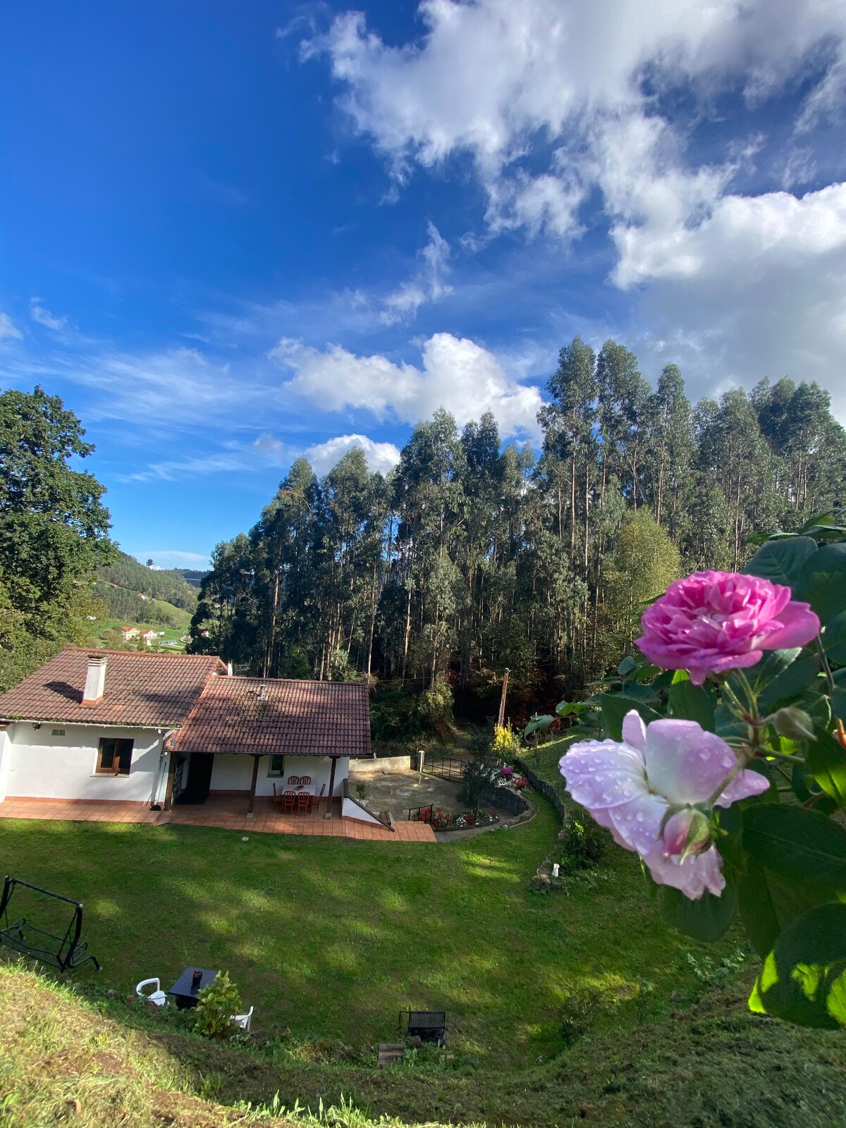 A charming house is nestled in a lush green landscape, surrounded by tall eucalyptus trees. A vibrant pink rose is in the foreground, while the outdoor space features an expansive lawn, inviting relaxation and outdoor activities.