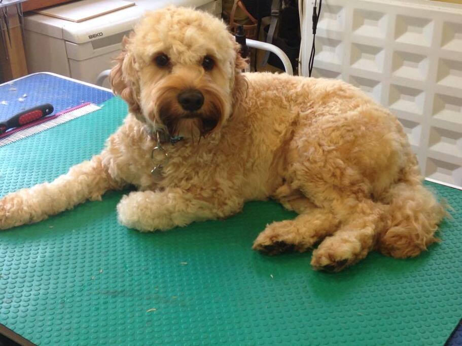 cockapoo Charlie age 4