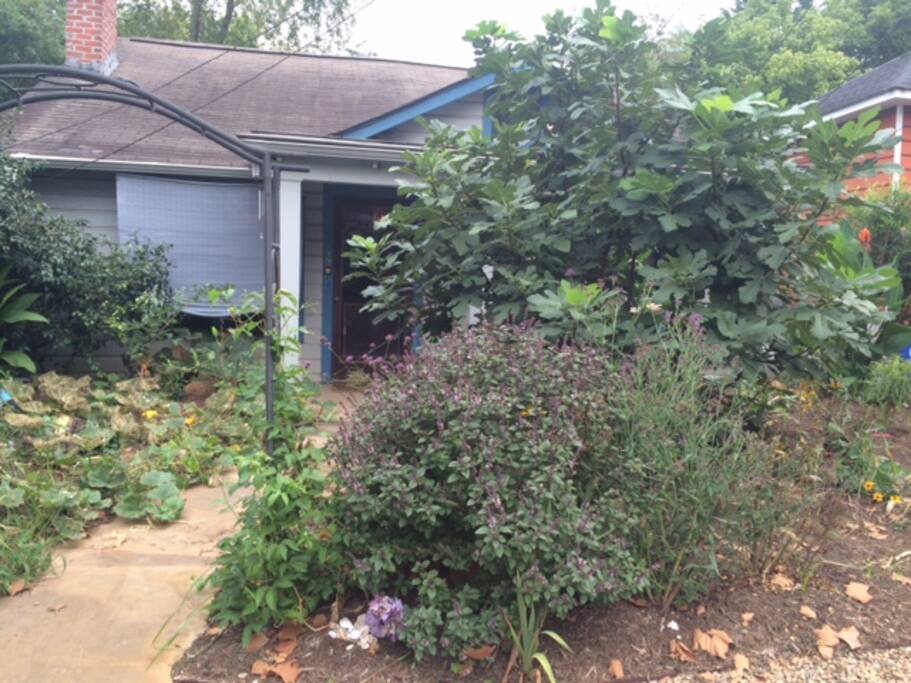 whimsical edible front yard