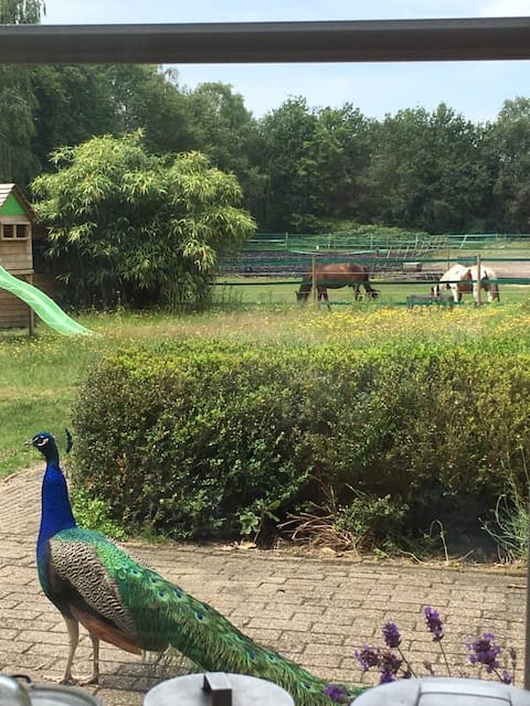 Vacation home Hoef & Hei near horse meadow