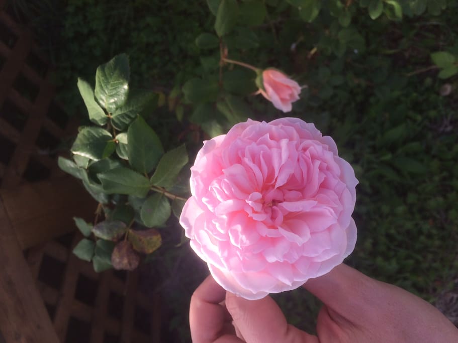 Roses from the Antique Rose Emporium planted all around the house