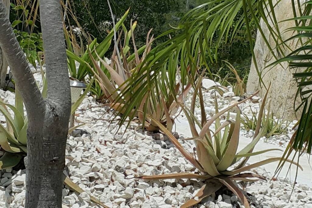 ALOE