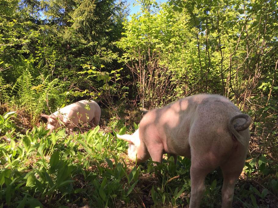 Pigs on pasture