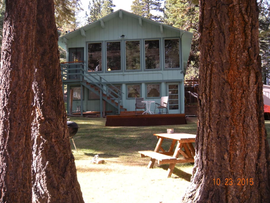 Looking through the Forest at Back Yard