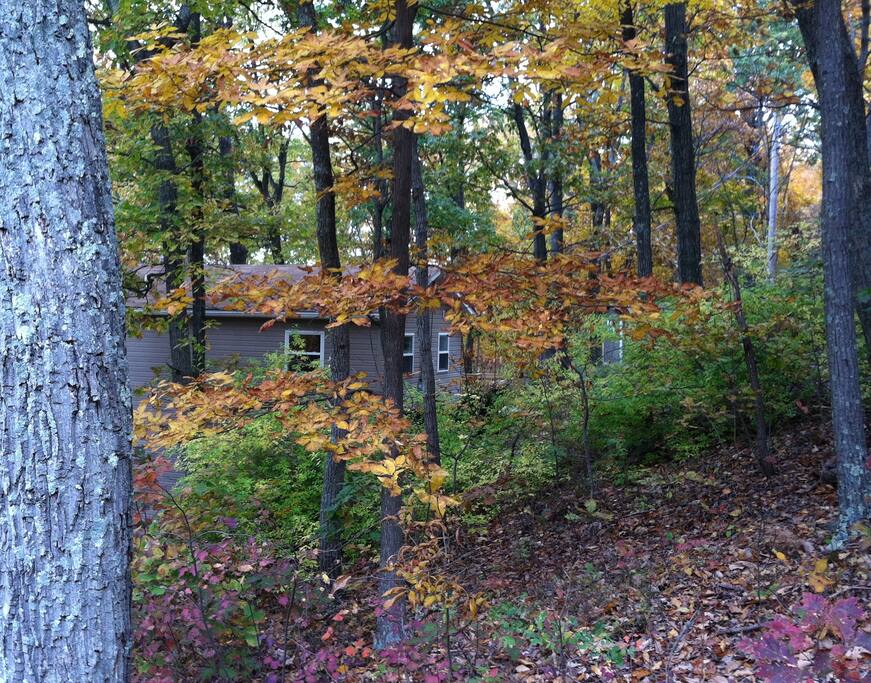 Nestled in the woods