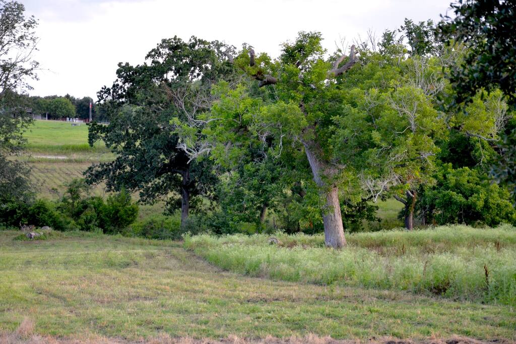 Our home sits on 20 acres of Texas bluebonnet country