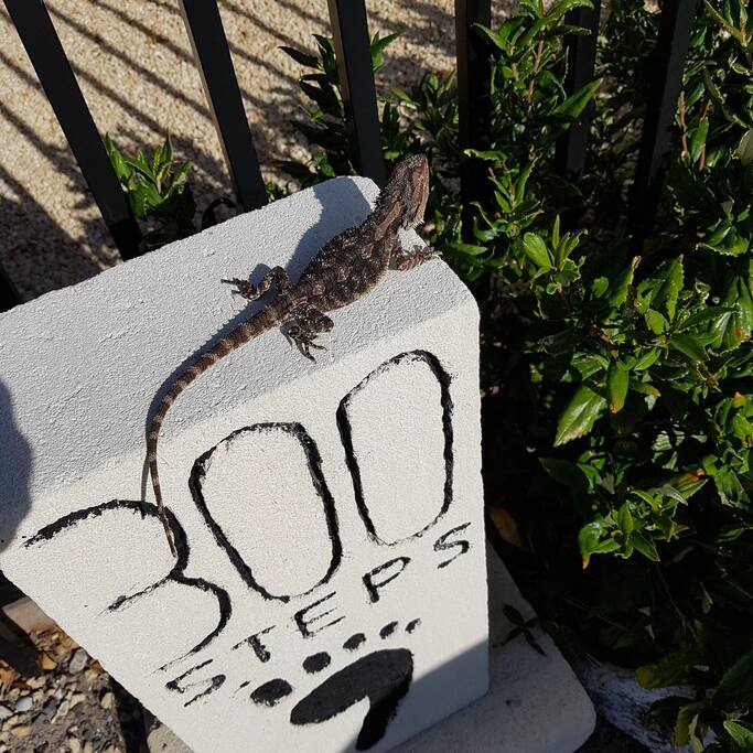 Local wildlife sunning itself