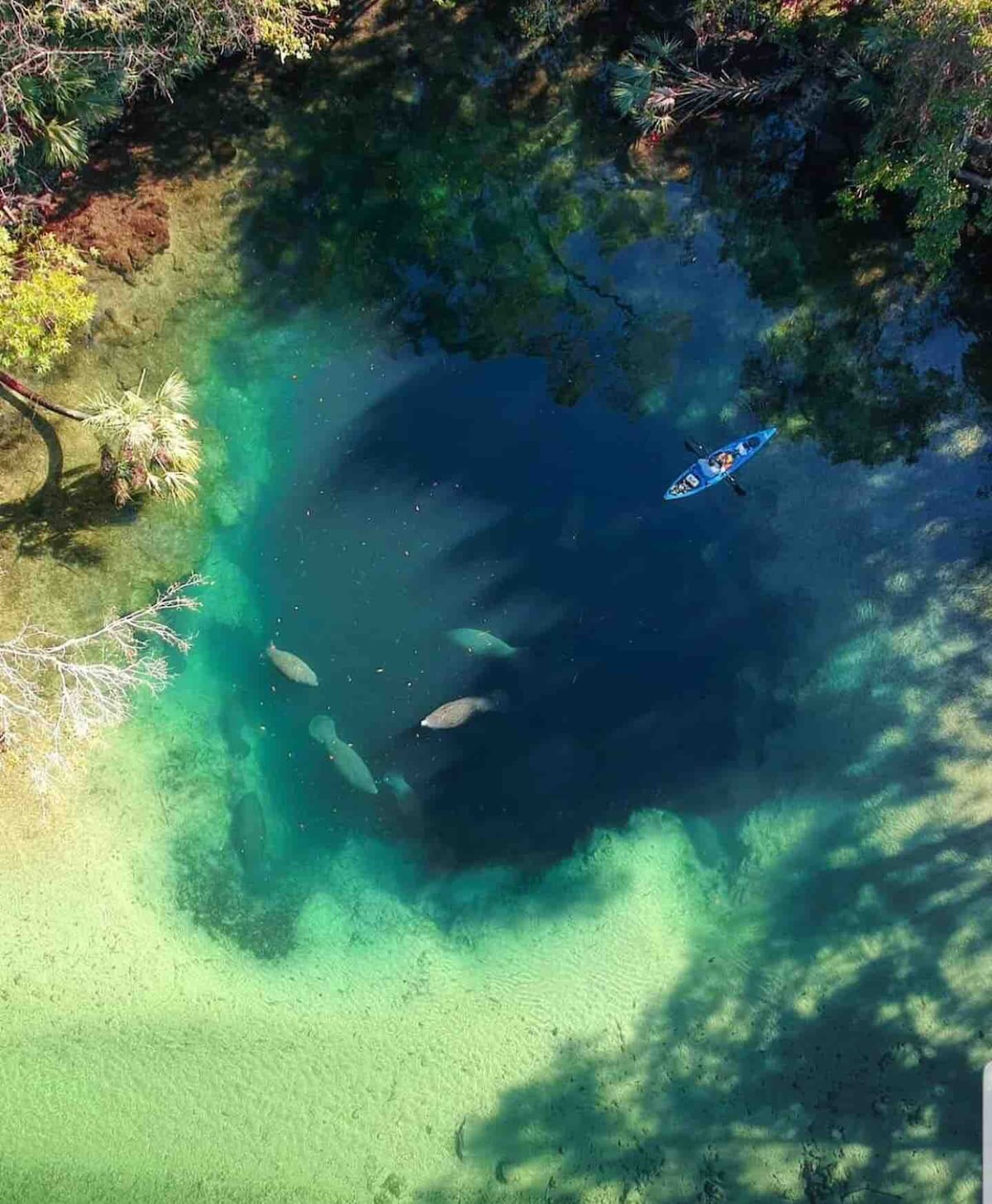 An aerial view captures a tranquil water scene featuring a kayaker gliding across a clear canal, with several manatees swimming beneath. The surrounding area is lush with greenery, showcasing the natural beauty of the landscape and the inviting blue-tinted waters.