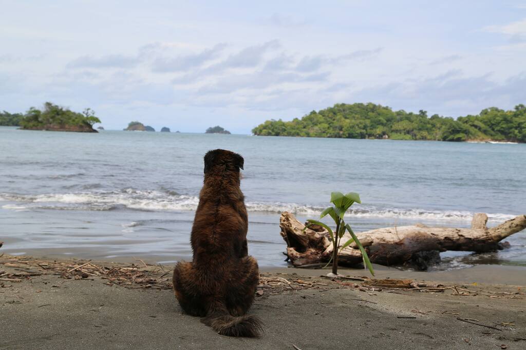 Our furry bodyguards are waiting for you