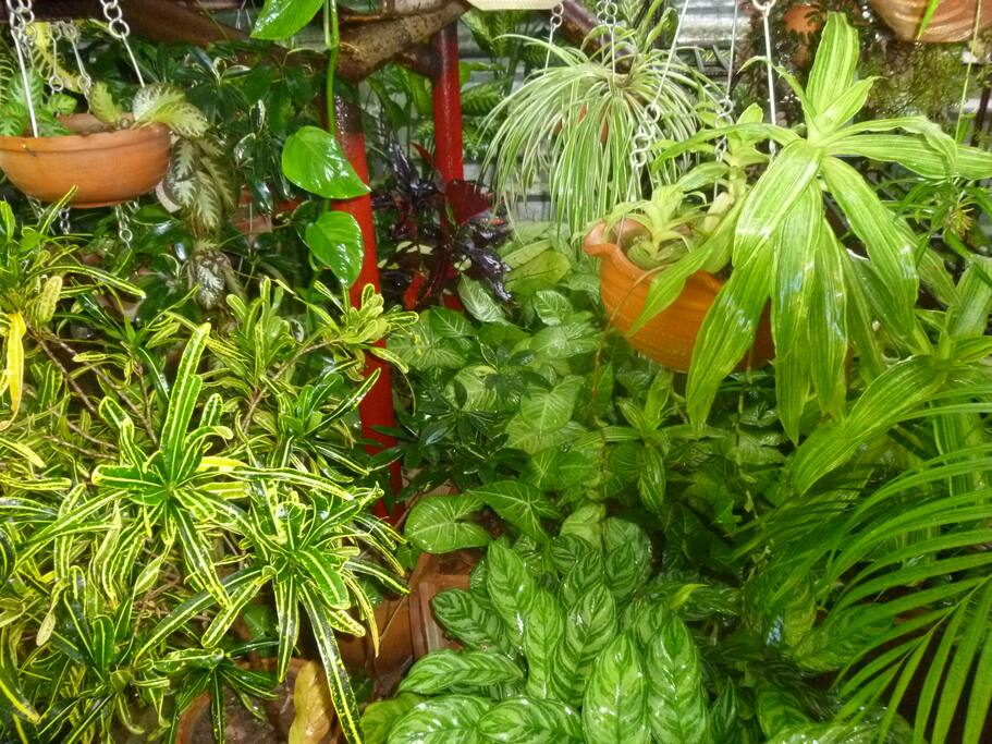 MUESTRA DE LAS PLANTAS EN JARDIN