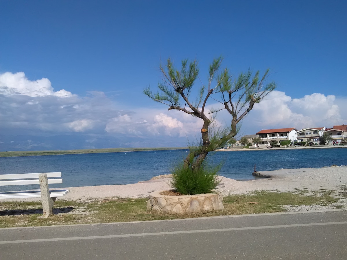 A solitary tree with slender branches stands in a sandy area by the water. A bench is positioned along the shoreline, enhancing the space for relaxation. The calm blue water reflects the sky, while distant houses are visible along the opposite bank.