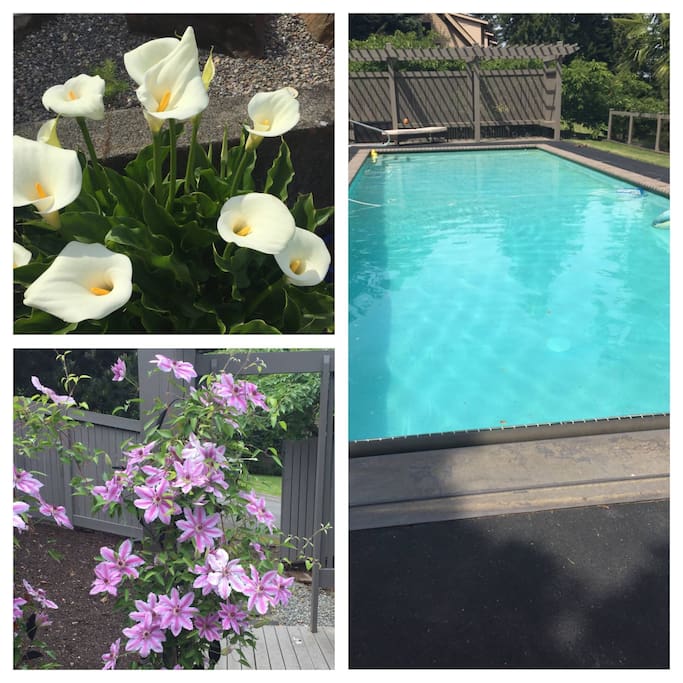 In backyard, top level