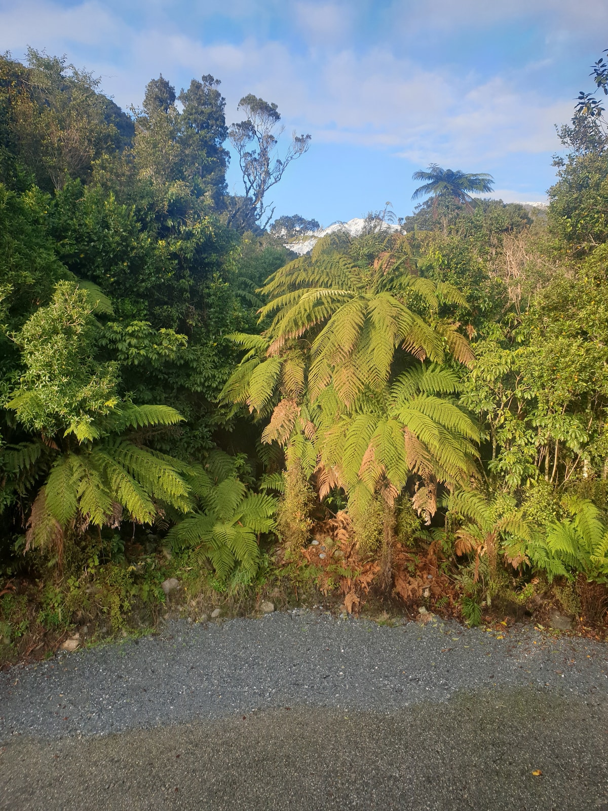 Lush greenery dominates the scene, showcasing a variety of native ferns and dense foliage. A gravel path runs along the foreground, leading into the tranquil rainforest. Soft sunlight filters through the trees, highlighting the vibrant greens and earthy tones present in the environment.