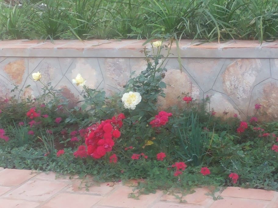 The Garden