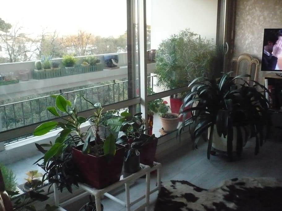 vue du balcon dans les arbres