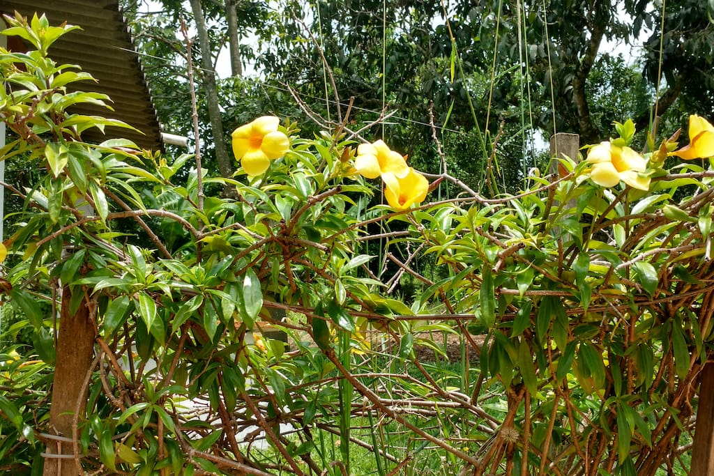 Flores do quintal