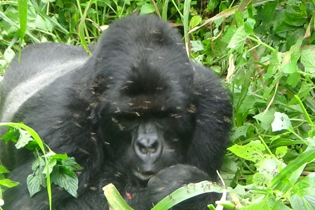 Gorilla Trekking In Virunga Conservation Area