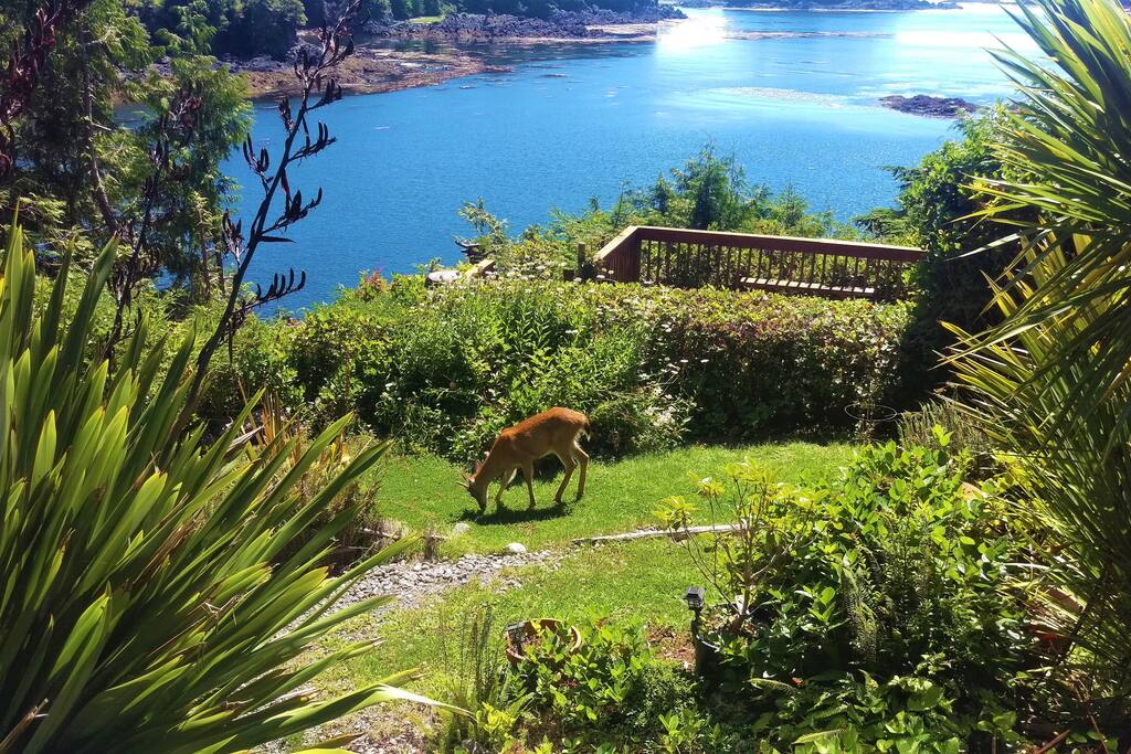 Resident Deer :)