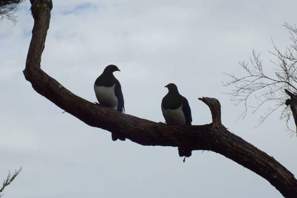 We have to share...
(kererū - native wood pigeon) ,sometimes just 4 meters away from the deck.