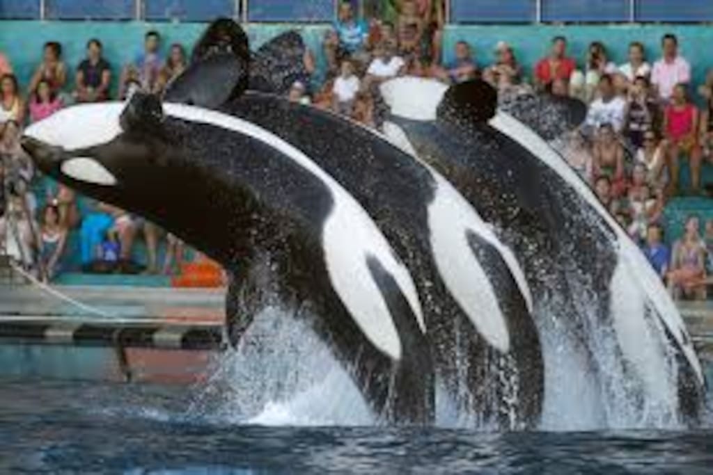 Le spectacle des orques à Marineland
