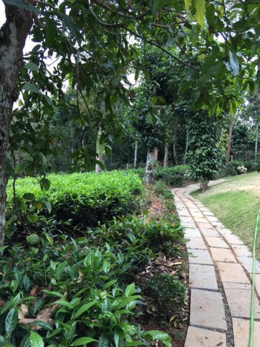 Path to the cottage