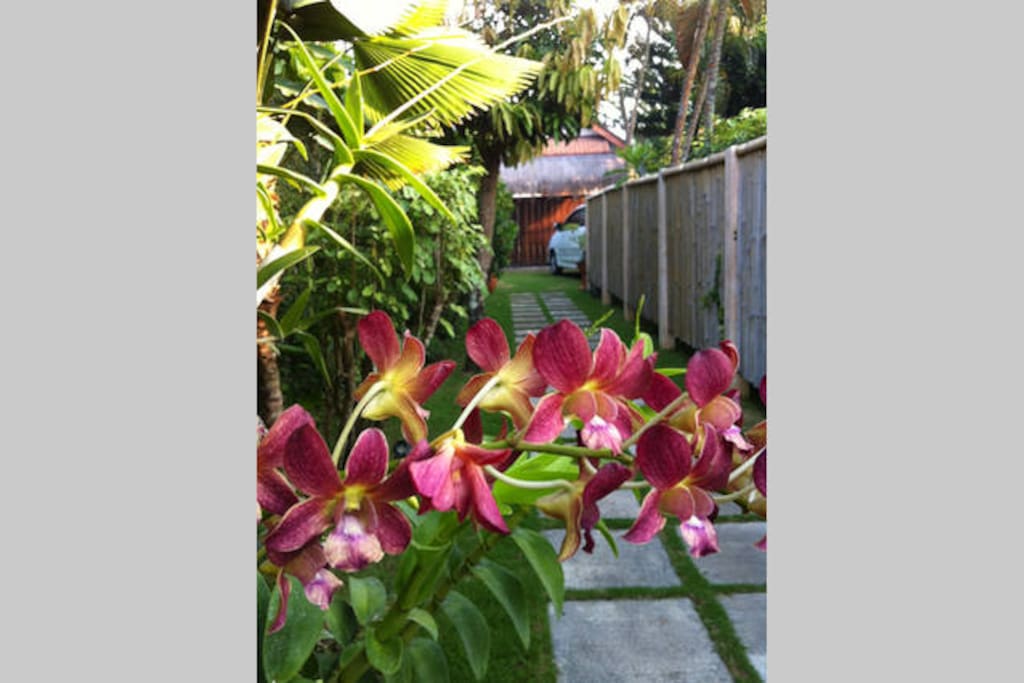 300 DIFFERENT TIPE OF ORKIDE FLOWER