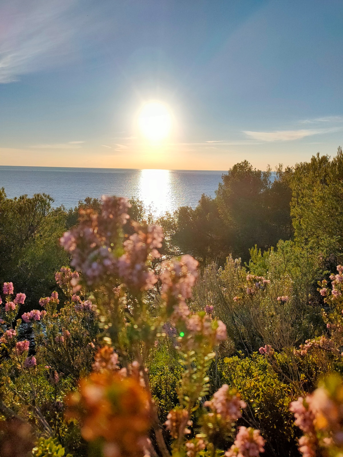 The image captures a serene sunset over the sea, with sun rays reflecting on the water. In the foreground, flowers with pink hues are visible, surrounded by greenery. The scene evokes a peaceful coastal setting, framed by trees against a clear sky.